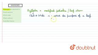 Phyllodes are observed in  12  MORPHOLOGY OF FLOWERING PLANTS  BIOLOGY  AAKASH INSTITUTE ENG [upl. by Sommer198]