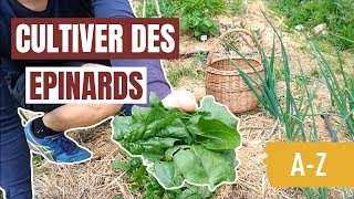 Tuto jardin  Comment cultiver des épinards AZ [upl. by Emelita]