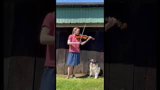 Swallowtail Jig with my border collie violinfiddlershortsfiddleviolinist dogbordercollie [upl. by Shlomo777]