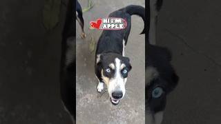 Rescued Dog Apple 😍 Adopt Dont Shop shorts [upl. by Flanders]