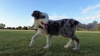 Blue merle tri border collie 4 month with miniature schnauzer [upl. by Rennold]