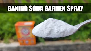 Baking Soda Pesticide and Fungicide Spray [upl. by Jonas]