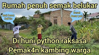 KAMBING WARGA NYAR1S JADI SANTAP4N ULAR PYTHON BESAR MUNCUL DI RUMAH KOSONG [upl. by Marfe84]