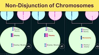 NonDisjunction of chromosomes  Trisomy Monosomy amp Disomy [upl. by Milo]