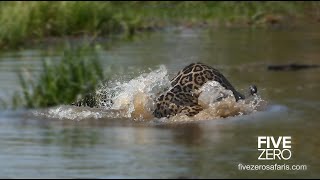 Jaguar Drowns Crocodile in Brazil [upl. by Meyeroff]