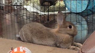 Pudgy bunny enjoys head pats [upl. by Brodie]