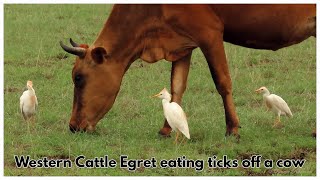 Western Cattle Egret eating ticks off a cow that is lying down [upl. by Gladine]