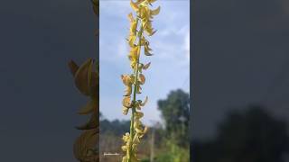 കിലുക്കച്ചെടിCrotalaria pallidaroadsideattractions gardenvibes flowers roadside tamil music [upl. by Harrison469]