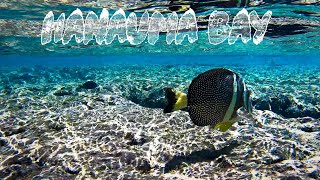 Unbelievable Snorkeling at Hanauma Bay Oahu Hawaii [upl. by Guinna394]