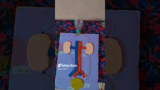 diy working model excretorysystem art satisfying viral shorts [upl. by Castra29]