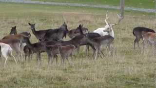 Fallow Buck Rutting [upl. by Airetak]