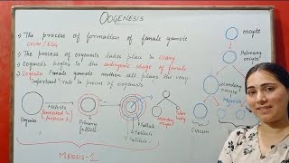 OOGENESIS HUMAN REPRODUCTION CLASS 12 [upl. by Aeduj]