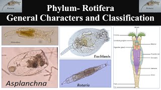 Rotifera  Phylum Rotifera  General characters of Rotifera  Classification of Phylum Rotifera [upl. by Lama]