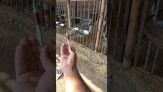 intramuscular injection 💉 animals cute calf  dairy farmingbuffalosaman youtubeshorts viral [upl. by Tad]