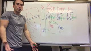 Pacemaker Action Potential [upl. by Kirk]