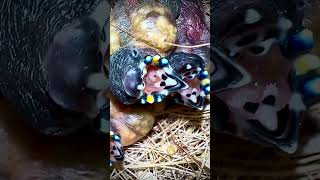 Gouldian Finch Chicks  Aviary Birds bird birds [upl. by Adriana]