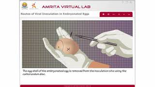 Routes of Viral Inoculation in Embryonated Eggs [upl. by Esihcoc377]