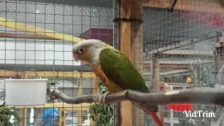 On change de décor visite bourse aux oiseaux exotiques à Damparis Jura😁🦜🦜🦜vid9 [upl. by Vikky314]