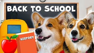 DOGS GO BACK TO SCHOOL  Hammy amp Olivia Compilation [upl. by Sllew262]