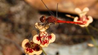 Carnivorous Plants of Litchfield National Park [upl. by Aggarwal]