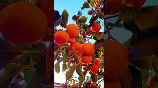 Persimmon fruit foryou farming garden home fruit yummy love shortsvideo fy fyp foryou [upl. by Elbart]