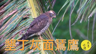 墾丁灰面鵟鷹Grayfaced Buzzard [upl. by Eelhsa]