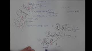 0302 Chorionic villi [upl. by Ollecram571]