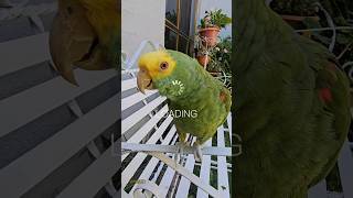 Loro Fito Inteligencia Artificial Loros Hablando Shorts parrot ia birds ias youtubeshorts ai [upl. by Ralleigh]