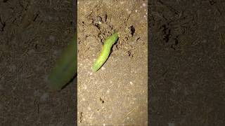 Time lapse  insects  nature insects shortsfeed [upl. by Wirth]