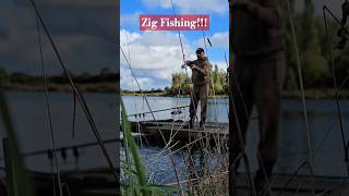 BACK IN ACTION carp carping fish fishing angling carpfishing catch catchandrelease karpfen [upl. by Gerkman]