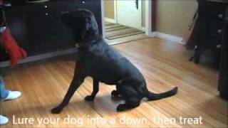 How to Stop Your Dog From Barking at The Door [upl. by Zoara]