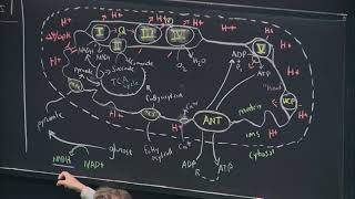 26 Oxidative PhosphorylationPhotosynthesis I [upl. by Ecyal]