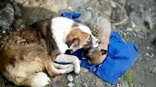 The mama dog hugged her puppy crying in vain she didnt know how to save him [upl. by Dniren]