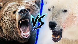 Grizzly Bear VS Polar Bear  Who Wins 🔥⚔️ [upl. by Adok]