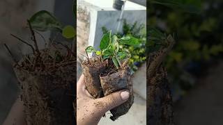 Fencing cutting 😍 indianfarmer gardeningtips terrecegarden phoolpatte gardening viralshorts [upl. by Modestia]