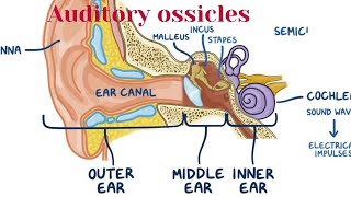 auditory ossicles  middle ear anatomy  ear anatomy waheedandkamranlectures1774 [upl. by Haseena]