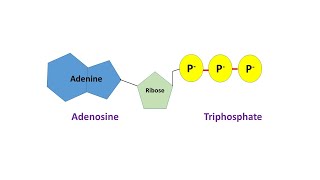 Structural Representation of a Nucleotide ATP and Functions of a Nucleotide [upl. by Neillij]