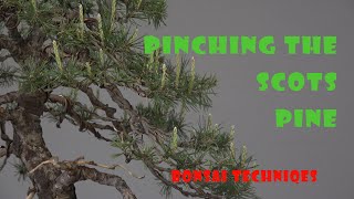 Bonsai techniques how to pinch the Scots pine [upl. by Landan784]