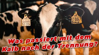 Was passiert mit dem Kalb nach der Trennung  My KuhTube Film 616 [upl. by Proffitt345]