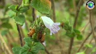 Nelu නෙළු  Strobilanthes gardneriana [upl. by Wiltz]