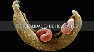 Generalidades de Helmintos Biología Reproducción [upl. by Guod455]