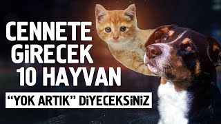 Cennete Girecek 10 Hayvan Yok Artık Diyeceksiniz [upl. by Clementia]