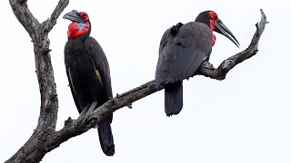 Intriguing Sounds Southern Ground Hornbills Song [upl. by Ekaj634]