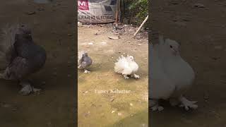 Fantail pigeon 🥵🕊️ viralreels trending birdspecies shortvideo shots status subscribe [upl. by Berkshire]