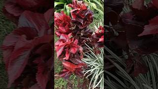 Crotanplantsgardentourbeautifulplantsnatureyoutubeshorts [upl. by Ainesej547]