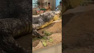 Lolong The Largest Crocodile in The Philippines [upl. by Yalc]