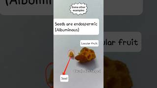 Malvaceae Family Morphology in flowering plants  Class 11 [upl. by Kanal]