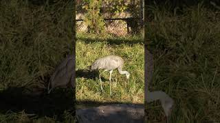 sandhill crane at brookfield zoo [upl. by Yliab]