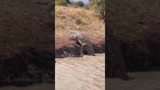 Crocodiles become prey to leopards crocodile leopard [upl. by Ydnas]