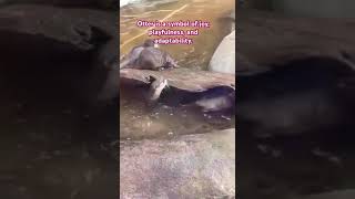 Otter viewing at Fort fisher aquarium otter fortfisheraquarium shorts nanay71 [upl. by Liebowitz]